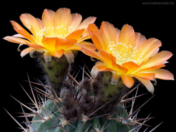 Acanthocalycium ferrarii Acanthocalycium ferrarii