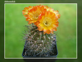 Acanthocalycium ferrarii