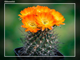 Acanthocalycium ferrarii