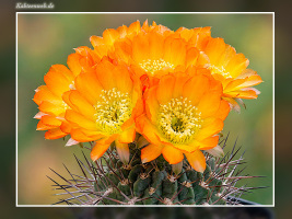 Acanthocalycium ferrarii