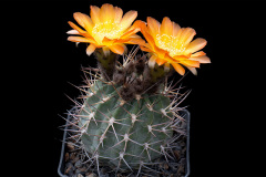 Acanthocalycium ferrarii