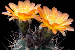 Acanthocalycium ferrarii