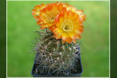 Acanthocalycium ferrarii