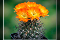 Acanthocalycium ferrarii