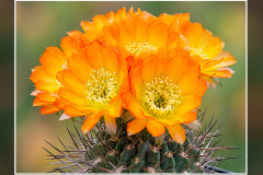 Acanthocalycium ferrarii