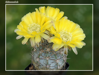 Acanthocalycium glaucum P394