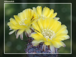Acanthocalycium glaucum P394