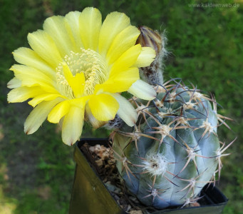 Acanthocalycium glaucum P394