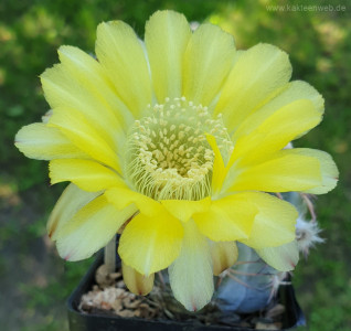 Acanthocalycium glaucum P394