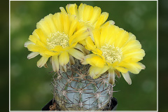 Acanthocalycium glaucum P394