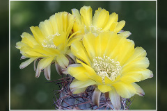 Acanthocalycium glaucum P394