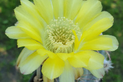 Acanthocalycium glaucum P394