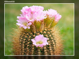 Acanthocalycium violaceum