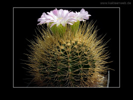 Acanthocalycium violaceum