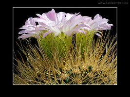 Acanthocalycium violaceum