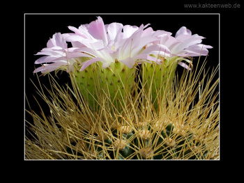 Acanthocalycium violaceum Acanthocalycium violaceum