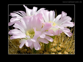 Acanthocalycium violaceum