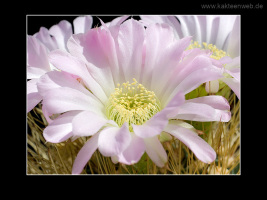 Acanthocalycium violaceum