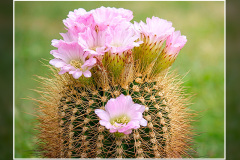 Acanthocalycium violaceum