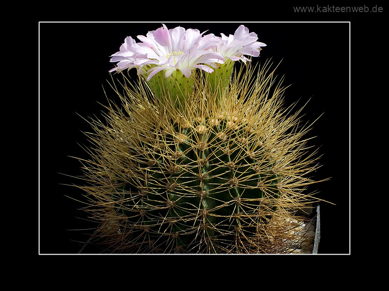 Acanthocalycium violaceum