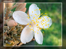 Anacampseros alstonii