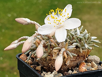 Anacampseros alstonii