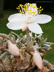 Anacampseros alstonii