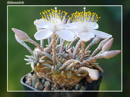 Anacampseros alstonii