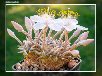 Anacampseros alstonii