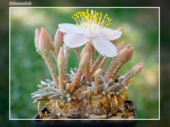 Anacampseros alstonii