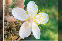 Anacampseros alstonii