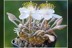 Anacampseros alstonii