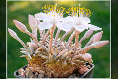 Anacampseros alstonii