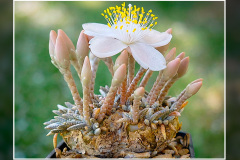 Anacampseros alstonii