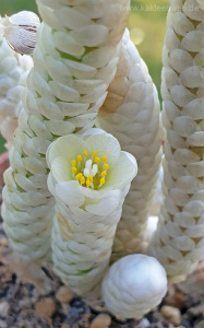 Anacampseros papyracea