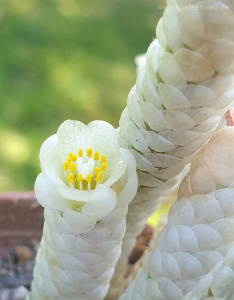 Anacampseros papyracea