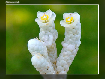 Anacampseros papyracea