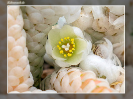 Anacampseros papyracea