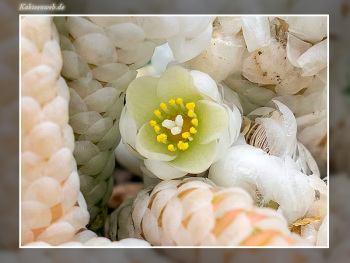 Anacampseros papyracea