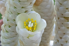 Anacampseros papyracea