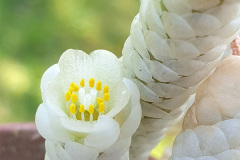 Anacampseros papyracea