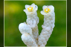 Anacampseros papyracea