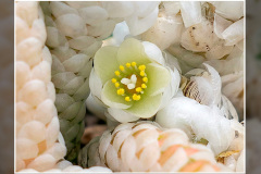 Anacampseros papyracea