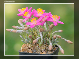 Anacampseros quinaria