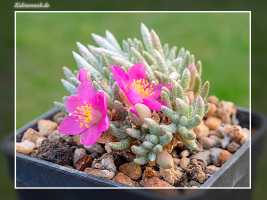 Anacampseros quinaria