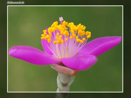 Anacampseros quinaria