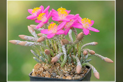 Anacampseros quinaria