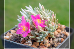 Anacampseros quinaria