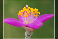 Anacampseros quinaria