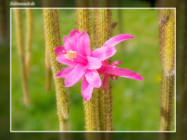 Aporocactus flagelliformis